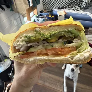 Cheddar Bagel