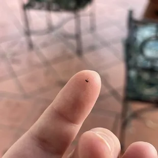 dead fly