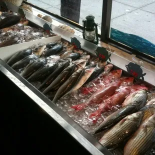 Assorted Fish on Ice