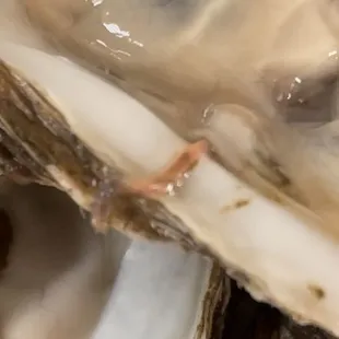 The worms were literally crawling out of the oyster