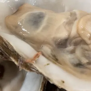 a close up of a plate of oysters
