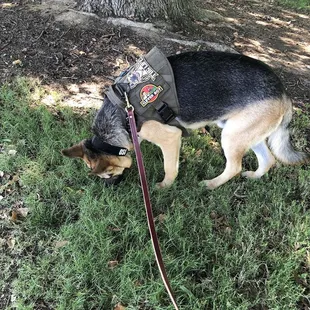 Lots of shade trees and cool green grass for your puppy to enjoy.
