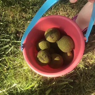golf ball sized things that drop from the trees around the back playground. Hard as a rock. Weird choice for landscaping