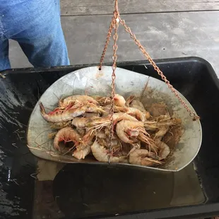 Very nice sized shrimp