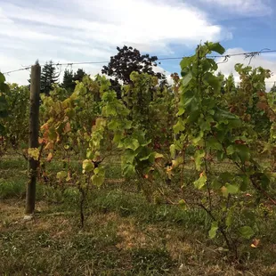 Sitting among the vines. What a beautiful way to socially distance.