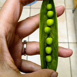 Fresh peas in a pod from Baiz! (4-2021)