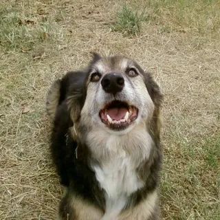 Virginia 'Go Go Ginger' H.