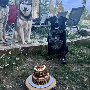 Dog-friendly cake for pawty