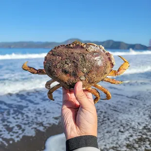 Dungeness Crab