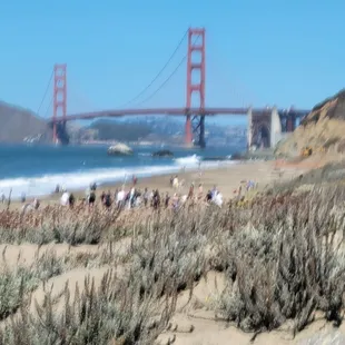 Bridge view with plants in foreground