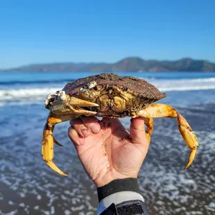 Dungeness Crab