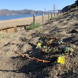 Blooming succulent and Golden Gate bridge