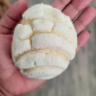 The cutest softest conchita I've ever had!