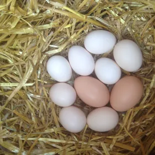 ows eggs in a nest