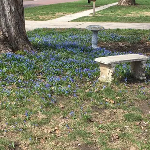 Wildflowers in the yard...so pretty
