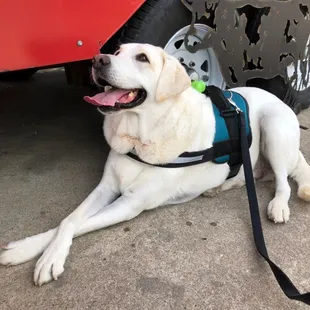 Marley's admiring Bakers