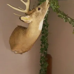 a deer head mounted on a wall