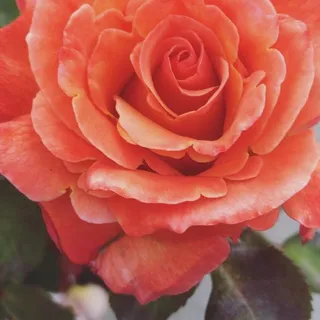Rose G.