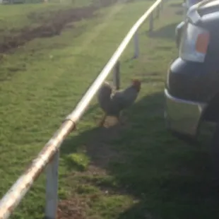 Why did the chicken cross the road? To get the best pizza! (and he lives here).