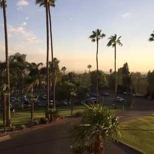 palm trees and parking lot