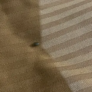 Bed bug running away after biting my face