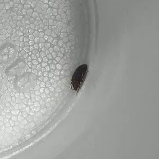 Bed bug after it but me