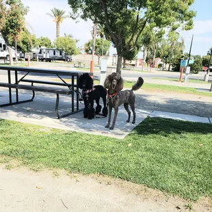 Bakersfield KOA Journey