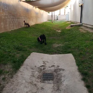 Dog park