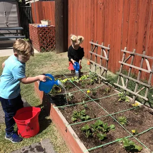 Our school garden