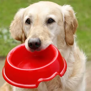 Help us fill his empty bowl with your pet food donations.