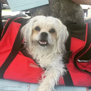 This sweet girl stopped by the Bakersfield Pet Food Pantry to pick up her dinner, thanks to the kind hearts of those who donate pet food.