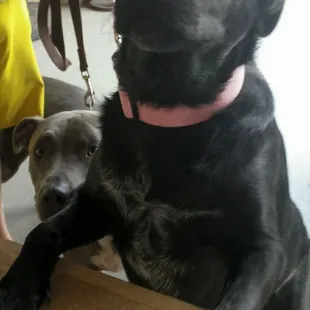 One of our recipients eager to dig into his donated dog food.