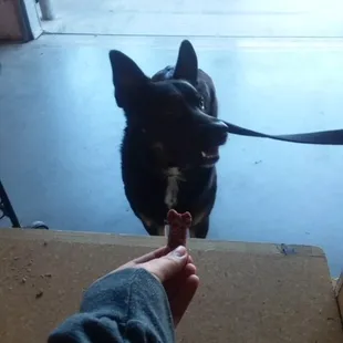 One of our pet recipients getting a treat.