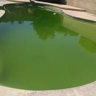 My pool on the day that I stopped using their service after two years.