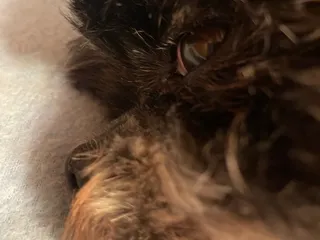 StrikeZone Batting Cages