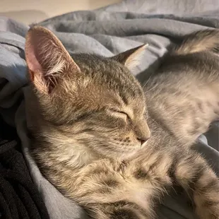 I couldn't resist posting these he's gained weight and he's completely settled in now and i think he loves his new life :)....