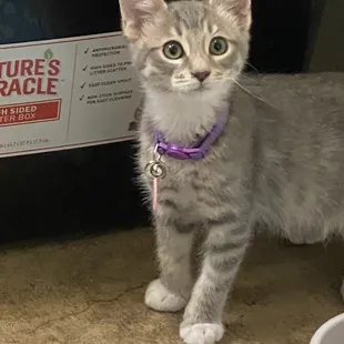 Meet Mr. TomFüüzy...Tom after my autistic ones fav cartoon Tom and Jerry...He's a lil scared still but did play and now he's sleeping :)