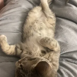 Hehe my god i love this pic!!! He won't leave my lap Lol! He's still a lil turd but he's soooo sweet!!