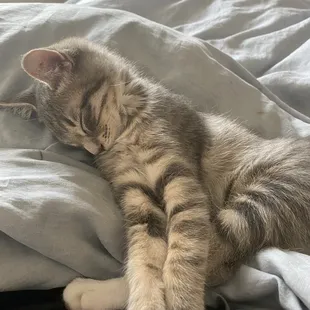 I'm dying of cuteness with this one!!!! He's kitty napping :)...