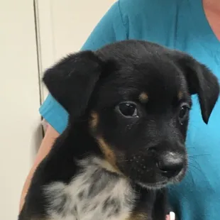 The dog I wanted (adopted while I was getting my 2nd dog for meet and greet). Review will explain