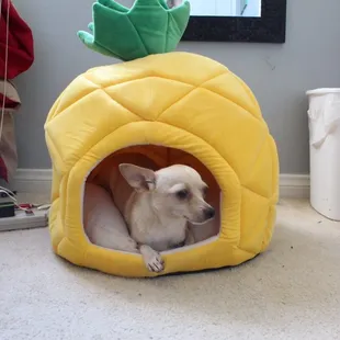 First day of being adopted