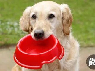 Bakersfield Pet Food Pantry