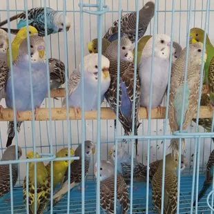 Parakeets