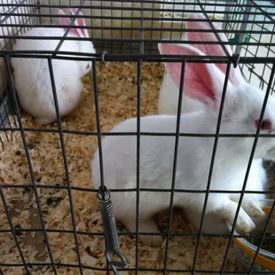 Fresh rabbits!