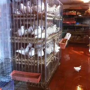 Fresh, live pigions!