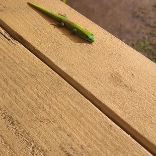 Lil cutie visitor on a bench.