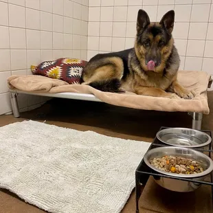 Gunther in Large Kennel