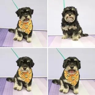 Petey Before and After