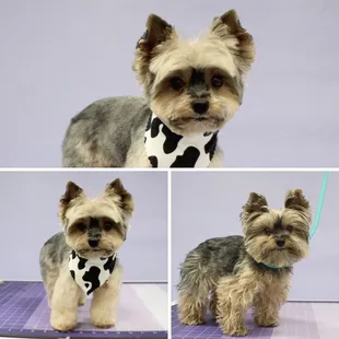 Mr Rowdy Before and After