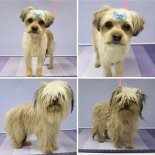 Bella Before and After